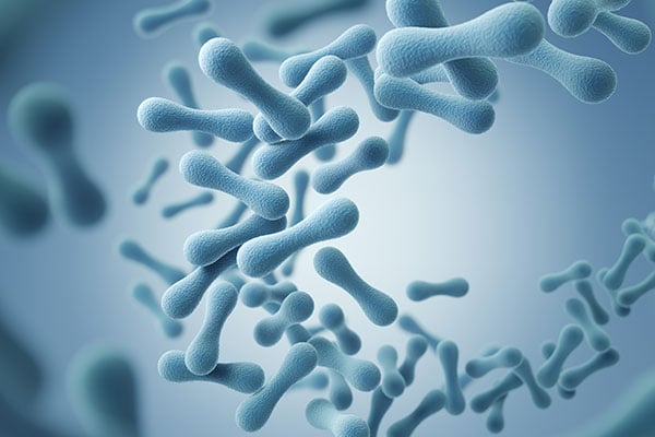 lactobacillus-bacteria